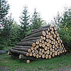 Im Beerenbusch